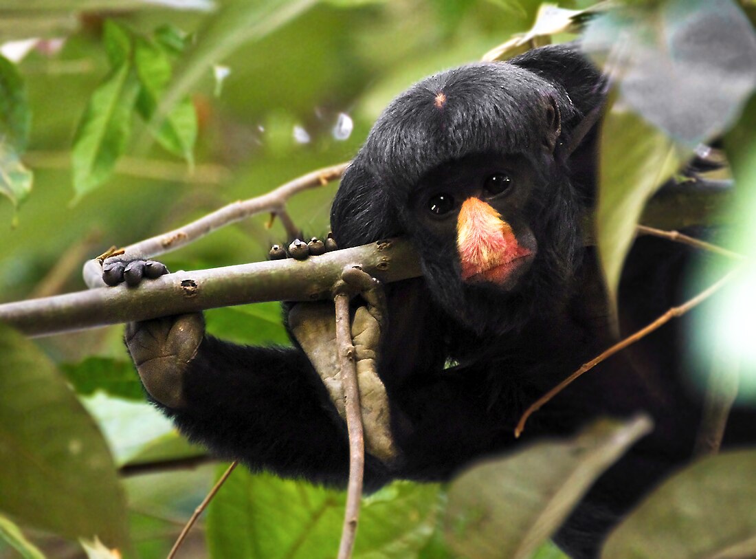 White-nosed saki