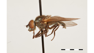 <i>Chrysosyrphus</i> Genus of flies