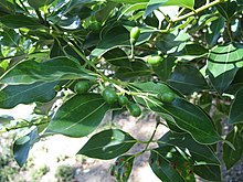 Cinnamomum tenuifolium2.jpg