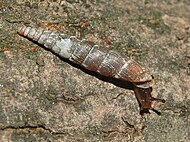 Lateral view of the shell of Clausilia bidentata crenulata. Clausiliidae - Clausilia bidentata crenulata.-2.JPG