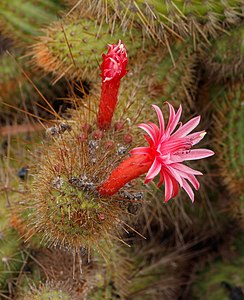 Cleistocactus samaipatanus f. cristata Flower