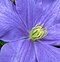 Clematis 'Nyonya Cholmondeley'.jpg