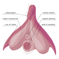 Clitoris Anatomy.svg