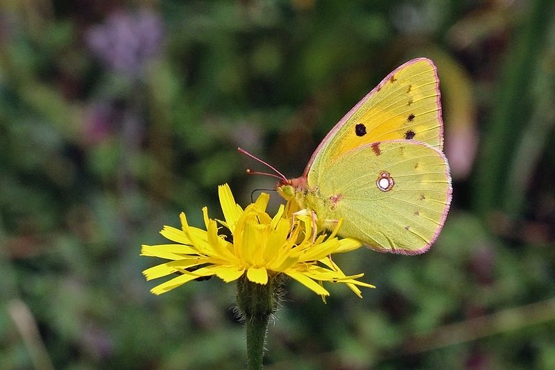 File:Clouded yellow (Colias croceus) female underside.jpg