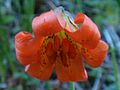 Lilium maritimum