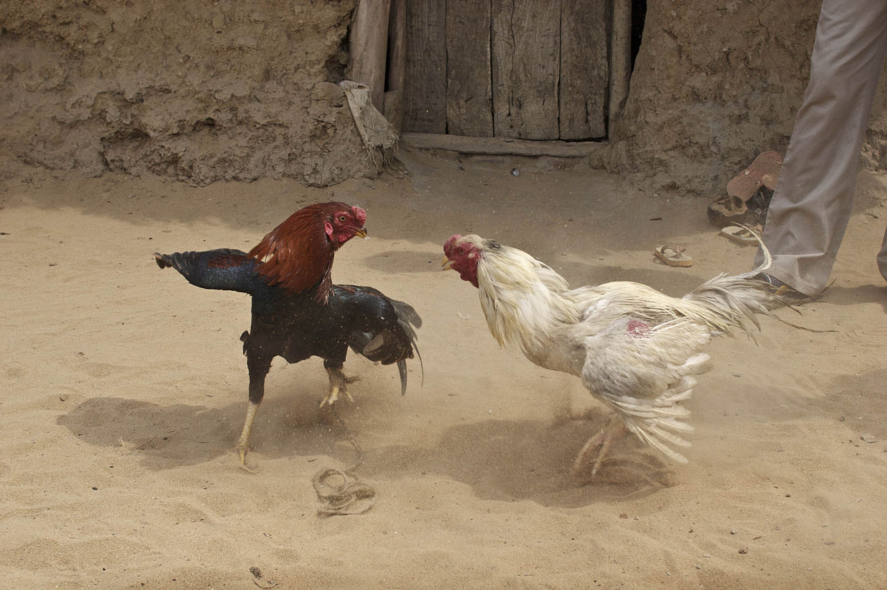 Cock Fight in India.jpg