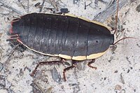 Hamamböceği 8 cm uzunluğunda Ku-ring-gai Chase Milli Parkı.jpg