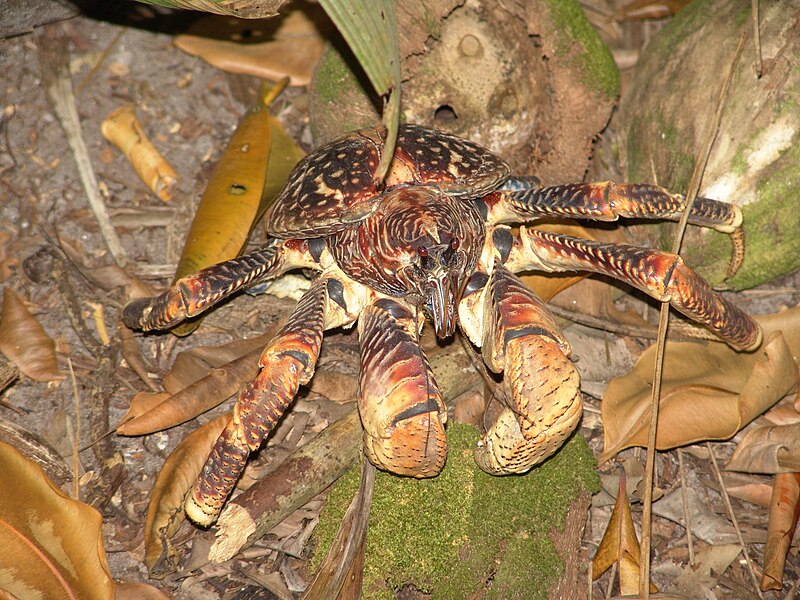 File:Coconut Crab Birgus latro.jpg
