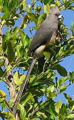 Colius White-backed mousebird feeding on Duranta berries 9860s.jpg