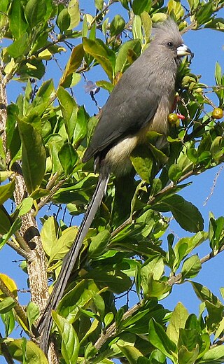 <span class="mw-page-title-main">White-backed mousebird</span> Species of bird