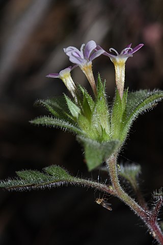 <i>Collomia heterophylla</i> Species of flowering plant