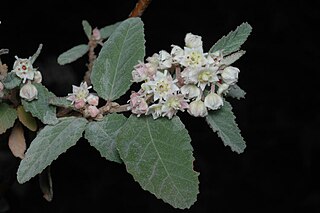 <i>Commersonia erythrogyna</i> Species of flowering plant
