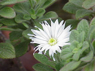 <i>Commidendrum rugosum</i> Species of flowering plant