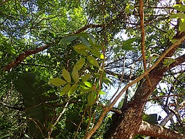 Commiphora woodii