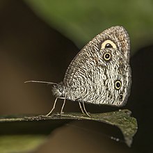 Common African ringlet (Ypthima doleta).jpg