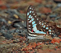 Common Blue Bottle I IMG 8906.jpg