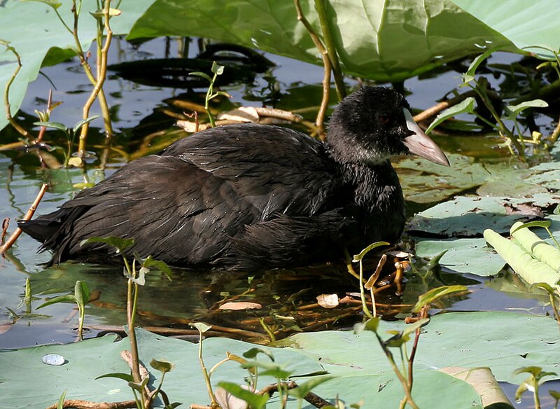 File:Common Coot (Fulica atra)- Immature W IMG 8452.jpg