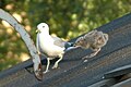 Common Gull with chick.jpg