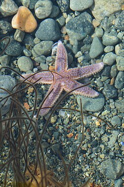 Sea Star (Asteroidea)