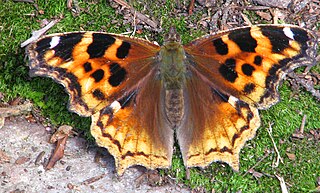 <i>Nymphalis</i> Genus of butterflies