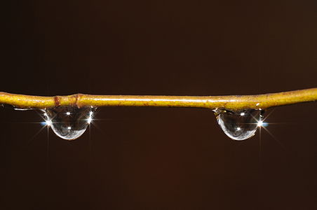 Rain drops on a tree branch