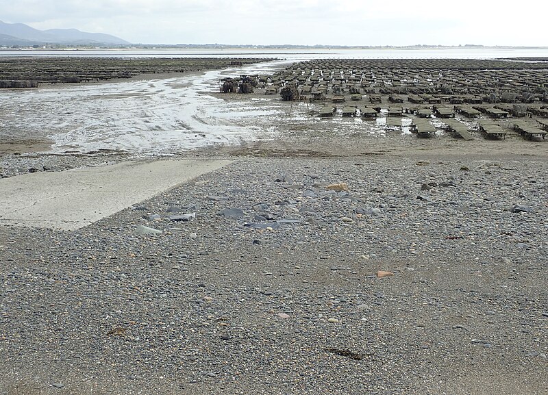 File:Concrete ramp linking the oyster farm with the depot at Ballytrasna - geograph.org.uk - 5861112.jpg