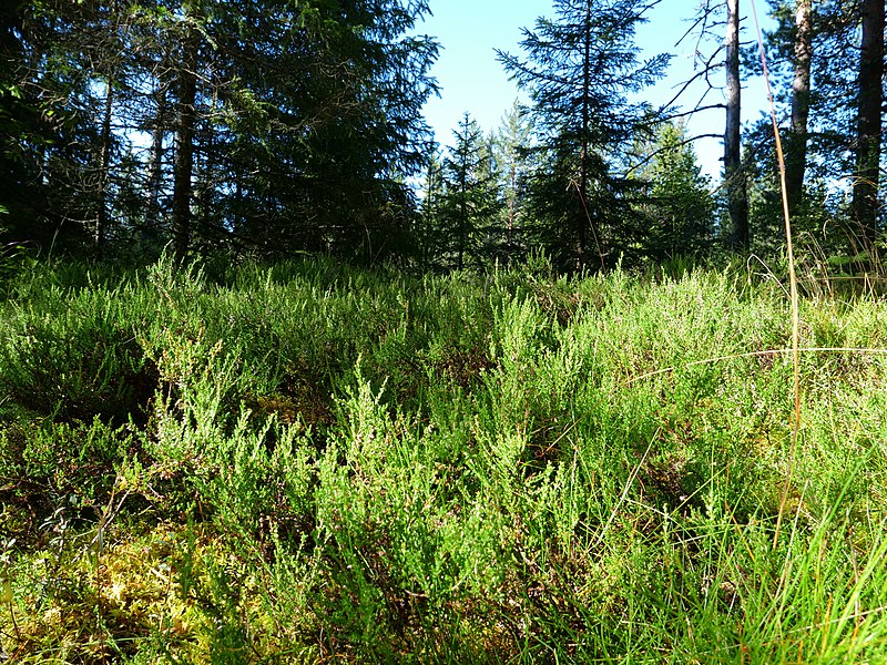 File:Coniferous forest in Sweden near the Svartälven river 05.jpg