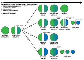 The four outcomes of secondary contact:
1. An extrinsic barrier separates a species population into two but they come into contact before reproductive isolation is sufficient to result in speciation. The two populations fuse back into one species.
2. Speciation by reinforcement.
3. Two separated populations stay genetically distinct while hybrid swarms form in the zone of contact.
4. Genome recombination results in speciation of the two populations, with an additional hybrid species. All three species are separated by intrinsic reproductive barriers. Consequences of secondary contact Schematic.svg