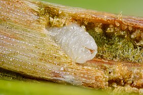 Larve de Contarinia pseudotsugae sensu lato dans une aiguille de douglas. La spatule sternale typique des Cecidomyiidae est bien visible.