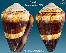 Conus milhas 3.jpg