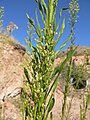 Calico Basin, southern NV