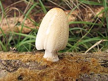 Coprinellus ellisii 2011-09-23.JPG