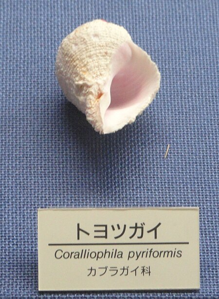 Tập_tin:Coralliophila_pyriformis_-_Osaka_Museum_of_Natural_History_-_DSC07839.JPG