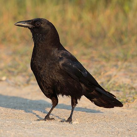 Волосатый сорока. Курильский ворон. Corvus brachyrhynchos. Белобрюхий ворон. Карга ворона.