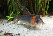 Corydoras eques.jpg