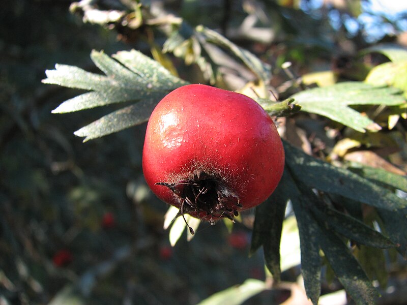 File:Crataegus orientalis fruit b PG.jpg