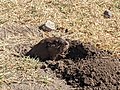 smoky pocket gopher