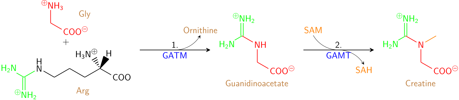 Орнитин это. Sam-s аденозинметионил. Creatine kinase Reaction. Образование орнитина. Загрузка креатином схема.