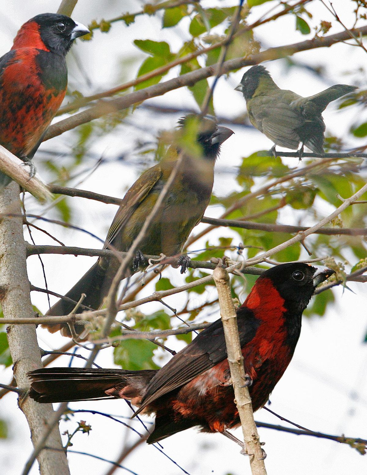 Birds wiki. Красноклювая Келея. Кардинал птица Игуасу желтый. Гробоклюв птица фото.