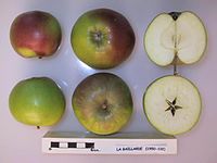 Cross section of Gaillarde, National Fruit Collection (acc. 1950-102) .jpg