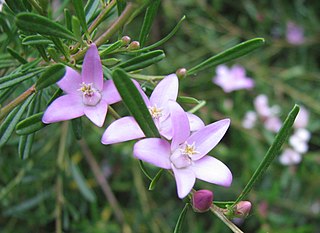 <i>Crowea exalata</i> Species of flowering plant