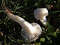 Hygrocybe virginea