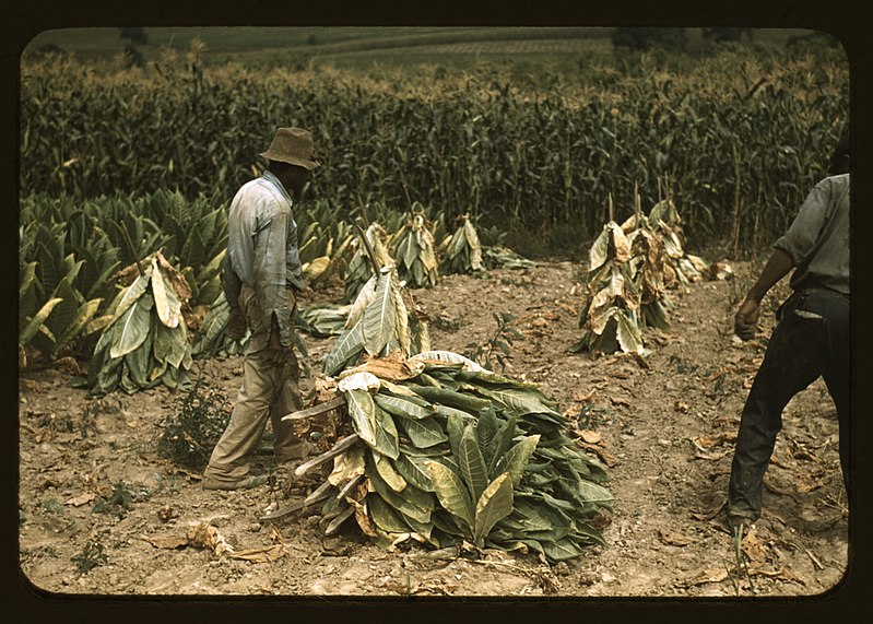 File:Cutting Burley tobacco and putting it on sticks to wilt before taking it into the curing and drying barn on the Russell Spears' farm, vicinity of Lexington, Ky. LCCN2017877534.jpg