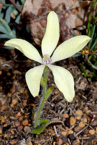 <i>Cyanicula ixioides</i> Species of orchid