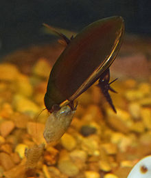 Cybister fimbriolatus feeding.JPG