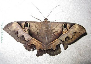 <i>Cyligramma</i> Genus of moths