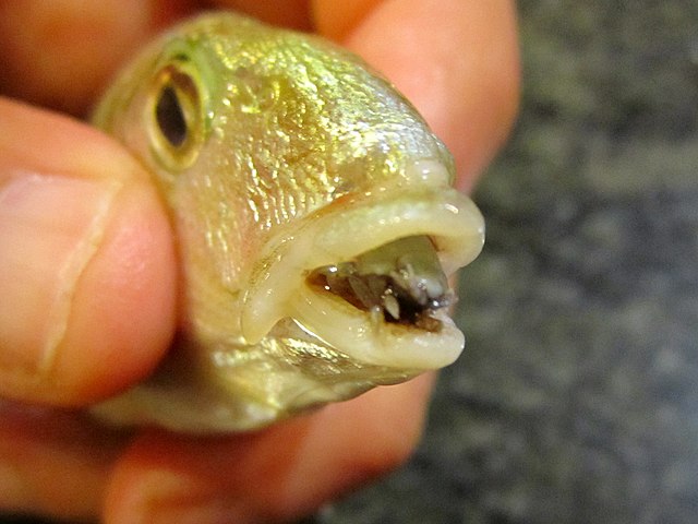 640px-Cymothoa_exigua_parassita_Lithogna