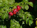 Rosa rugosa