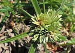 Cyperus eragrostis