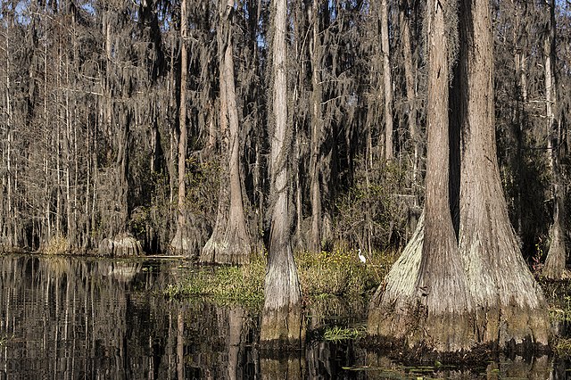 Stephen C Foster State Park - Wikipedia